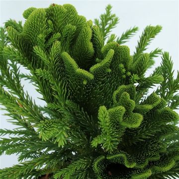 Cryptomeria japonica SERAMA