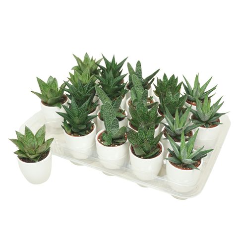 Суккуленты ALOE / HAWORTHIA MIX