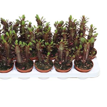 Euphorbia trigona 'Rubra'