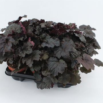 Heuchera micrantha 'Palace Purple'