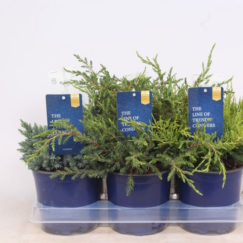 Juniperus MIX (Vredebest, Kwekerij)