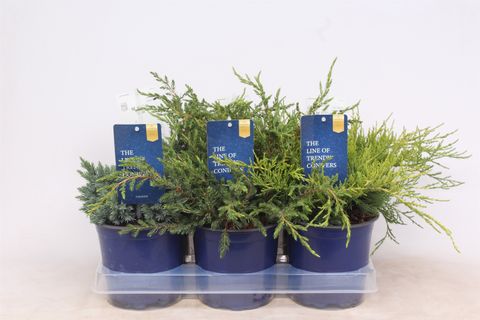 Juniperus MIX