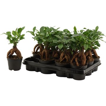 Ficus microcarpa 'Ginseng'