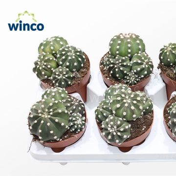 Echinopsis subdenudata