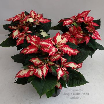 Euphorbia pulcherrima JINGLE BELL ROCK