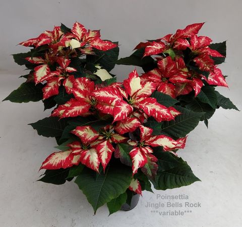 Euphorbia pulcherrima JINGLE BELL ROCK