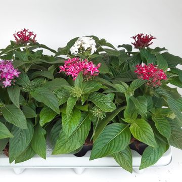 Pentas lanceolata MIX