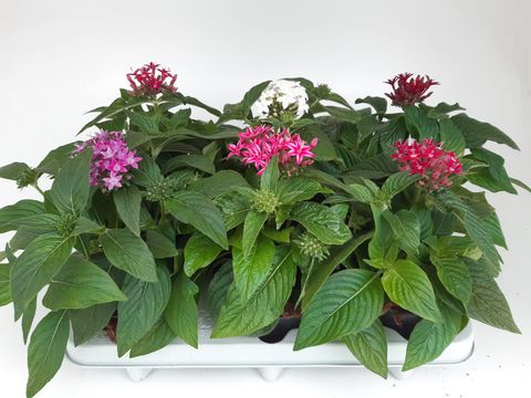 Pentas lanceolata MIX