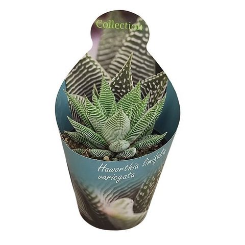 Haworthia limifolia variegata