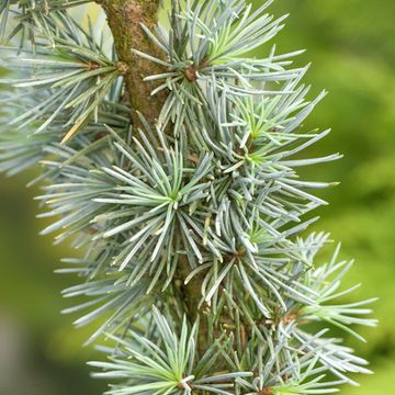Cedrus libani 'Glauca Pendula'
