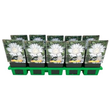 Stokesia laevis 'Alba'