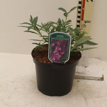 Buddleja FREE PETITE DARK PINK