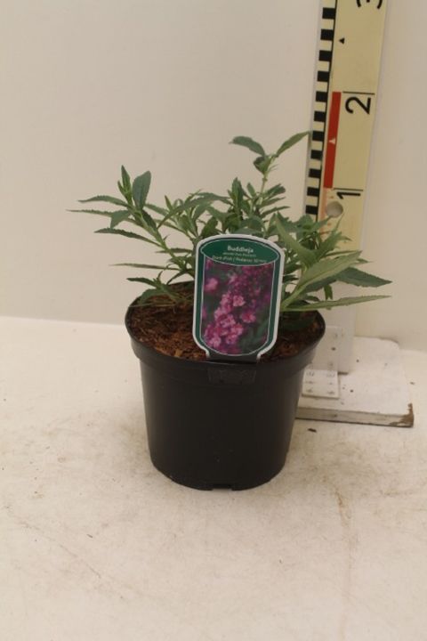 Buddleja FREE PETITE DARK PINK