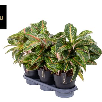 Aglaonema 'Eyecatcher Red'