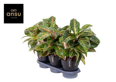 Aglaonema 'Eyecatcher Red'