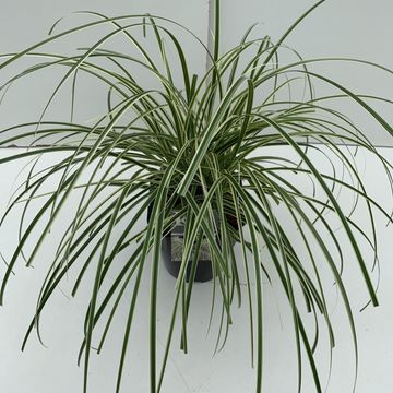 Carex 'Feather Falls'