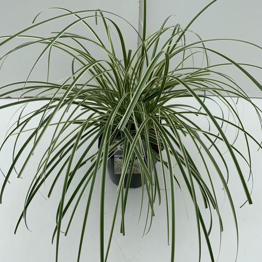 Carex RIBBON FALLS — Plantegrossist FlorAccess