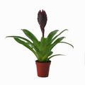 Vriesea CATHY P