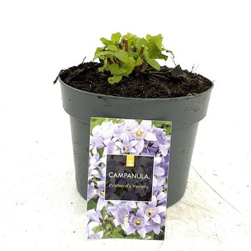 Campanula lactiflora 'Prichard's Variety'