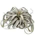 Tillandsia xerographica