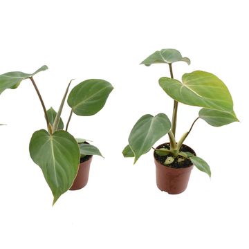 Filodendro gloriosum