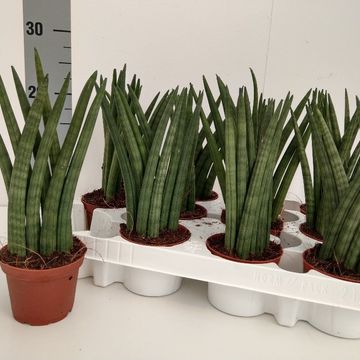 Sansevieria cylindrica 'Victory'