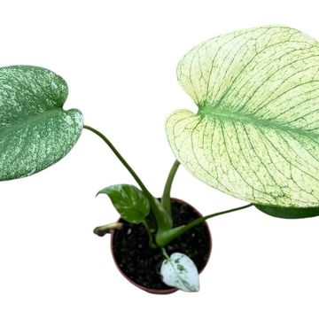 Монстера MINT