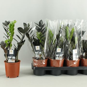 Zamioculcas zamiifolia RAVEN
