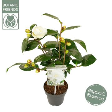 Camellia japonica 'Nuccio's Gem'