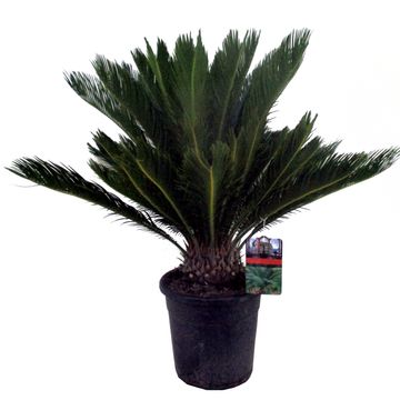 Cycas revoluta