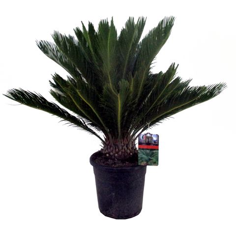 Cycas revoluta