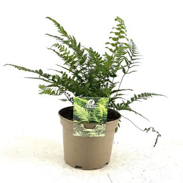 Polystichum tsus-simense