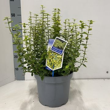 Euonymus fortunei 'Emerald 'n' Gold'