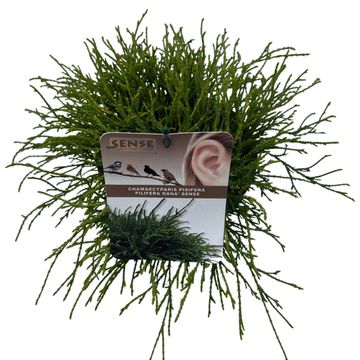 Chamaecyparis pisifera 'Filifera Nana'
