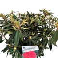 Rhododendron 'Vulcan'