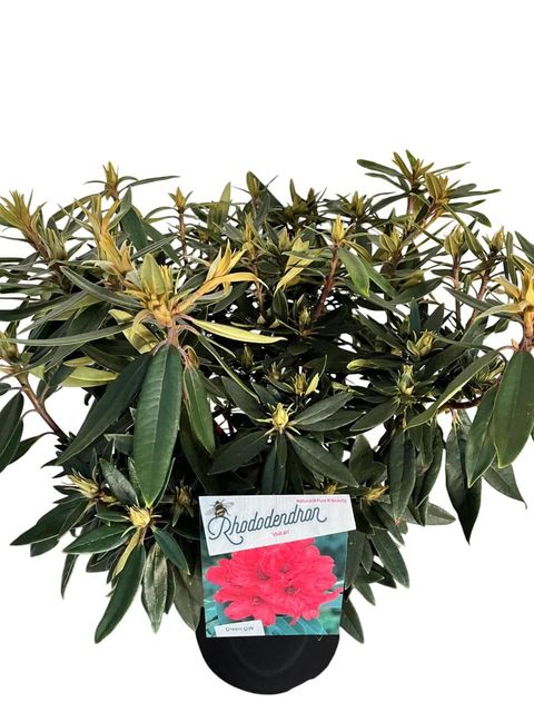 Rhododendron 'Vulcan'