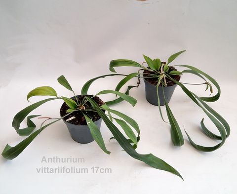 Anthurium vittariifolium