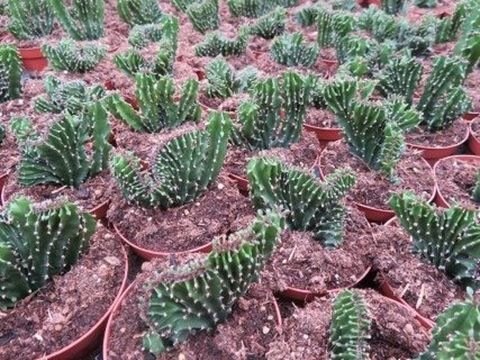 Euphorbia triangularis