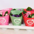 Gloxinia MORE LIPS