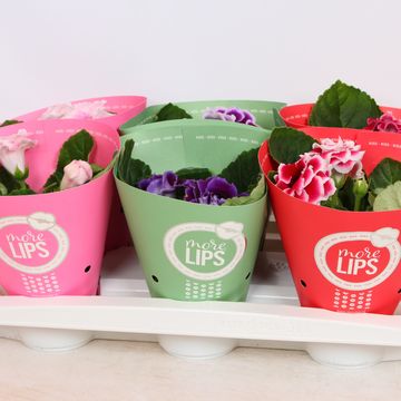Gloxinia MORE LIPS