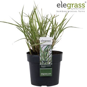 Miscanthus sinensis 'Variegatus'