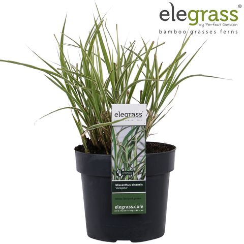 Miscanthus sinensis 'Variegatus'