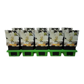 Lilium 'Bright Diamond'