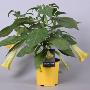 Brugmansia BUSH YELLOW