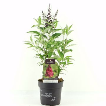 Buddleja davidii FUNKY FUCHSIA
