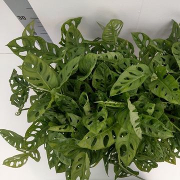 Monstera obliqua 'Leichtlinii'