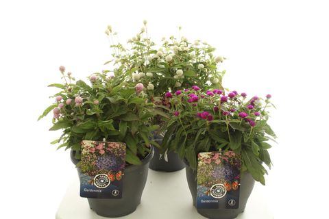 Gomphrena globosa HOLLY MIX