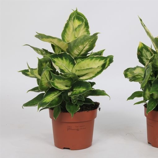 Dieffenbachia Cool Beauty P12 Cm H35 45 Cm Plant Wholesale Floraccess