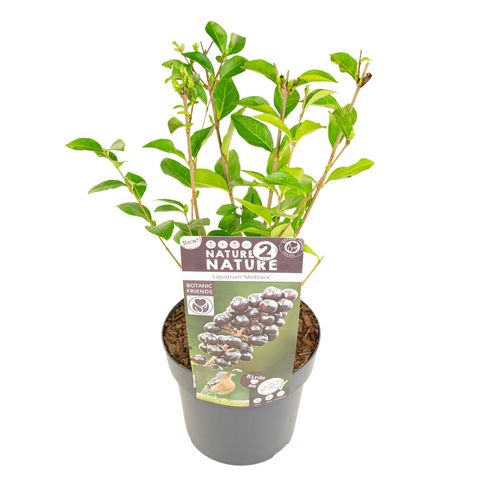 Ligustrum ovalifolium 'Melblack'