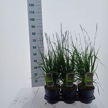 Molinia caerulea 'Black Arrows'